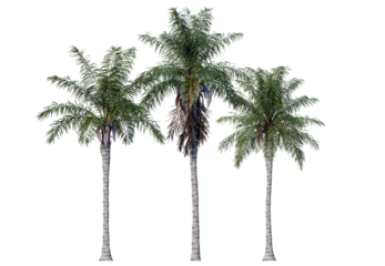 The Royal Palm is instantly recognizable by its tall, straight, and smooth gray trunk. Isolated royal palm