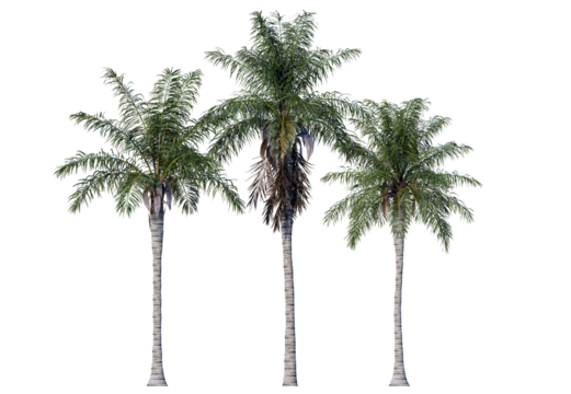 The Royal Palm is instantly recognizable by its tall, straight, and smooth gray trunk. Isolated royal palm