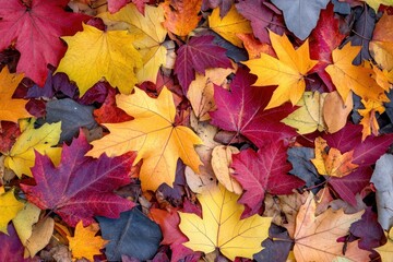 Fototapeta premium Autumn Leaves: A Symphony of Colors