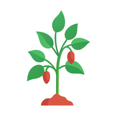 Illustration of a small plant with red fruit