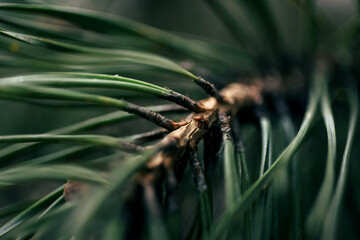 Abstract pine needle background with shallow depth and eco wellness concept
