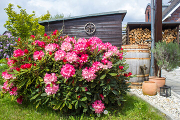 Rustic garden -  blooming pink rhododendron flowers