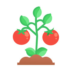 Tomato plant with red tomatoes in soil vector illustration