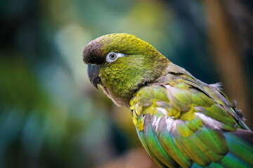 Portrait Burrowing parrot in jungle. Wildlife scene from nature