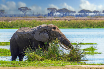 Elephant standing in body of water
