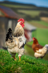 White beautiful rooster strutting gracefully on green grass in a summer farm setting with a hen in the background