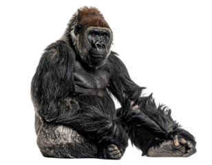 A powerful and majestic gorilla, captured in a seated pose with a calm and direct gaze, isolated on a transparent background, symbolizing strength, wisdom, and the beauty of wildlife.