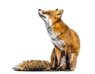 Fototapeta premium A stunning red fox, captured in a seated pose with an upward gaze, isolated on a transparent background