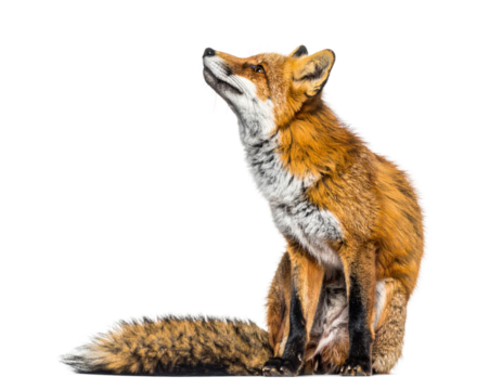 A stunning red fox, captured in a seated pose with an upward gaze, isolated on a transparent background