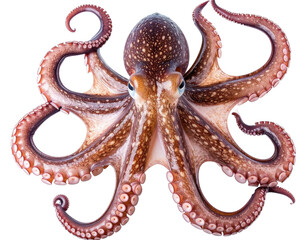 octopus with spotted reddish-brown skin and curled tentacles displaying prominent suction cups on transparent background, showcasing marine biology in striking detail.