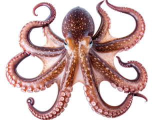 octopus with spotted reddish-brown skin and curled tentacles displaying prominent suction cups on transparent background, showcasing marine biology in striking detail.