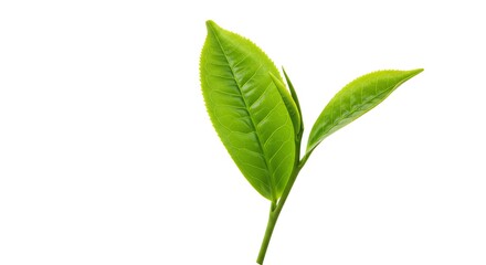 Green Tea Leaf Isolated on White