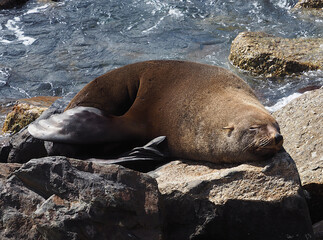 Seal sunbaking