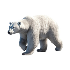 Fototapeta premium Realistic Polar Bear Walking isolated on a transparent background