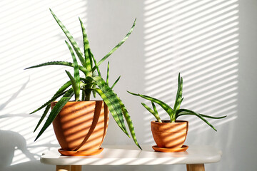 Aloe Vera Plants of Different Sizes are Placed on Tabletop, Basking in Natural Light. Shadows from Blinds Create Striking Patterns.