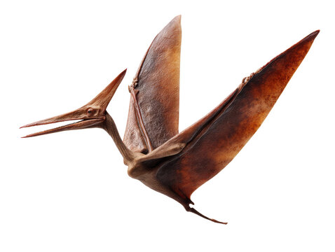 a pterodactyl flying in mid-air isolated, transparent background	