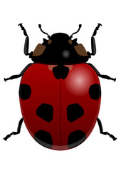 This is an illustration of a ladybug