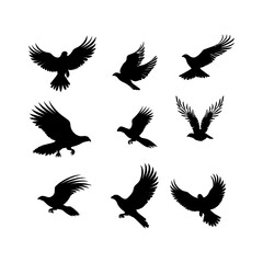 Obraz premium Flying hawk silhouette on white vector set