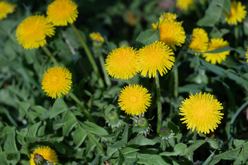 Bright Yellow Dandelion Flowers in Lush Green Grass