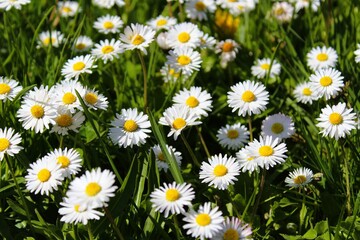 Fototapeta premium English daisies bloom in a sunny field