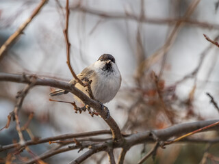 Cute bird the willow tit, song bird sitting on a branch without leaves in the winter.