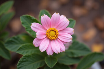 Obraz premium small pink flower in the middle of a green field