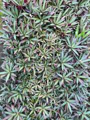 Tropical Greenery Background of Dense Rhoeo Plants in Natural Pattern