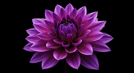 Purple Dahlia Flower Against Black Background