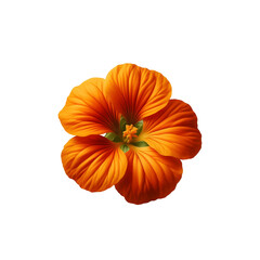 Isolated orange flower blossom bloom floral botanical plant nature background on transparent background