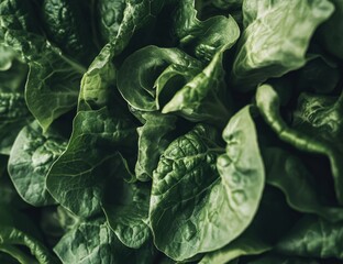 Obraz premium Fresh green leafy lettuce close-up