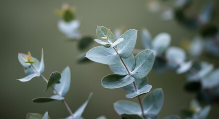 Eucalyptus Leaves Close Up