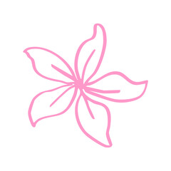 pink lily flower hand drawn