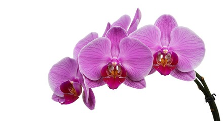 Purple Orchid Flower Arrangement