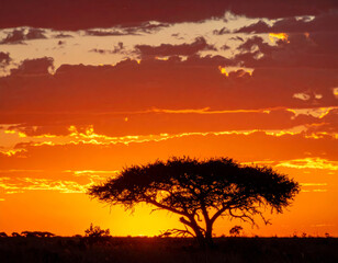 stunning sunset silhouette of lone acacia tree against vibrant orange and purple sky, evoking sense of tranquility and beauty in nature