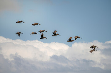 Formation of pelicans flying through the air 