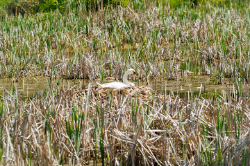 A mute swan rests on a nest built from dry reeds in a wetland area, surrounded by tall marsh grasses and aquatic plants.