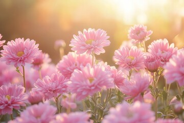 Obraz premium Soft pink chrysanthemum field at sunset