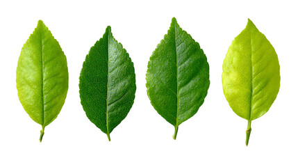 Fototapeta premium Four Green Leaves with Gold Speckles on Transparent Background, PNG