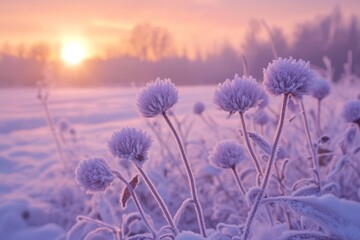 Fototapeta premium Frozen flowers in winter sunrise