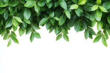 Lush Green Leaves Cascading from Above Against a Clean White Background, Ideal for Nature Themes