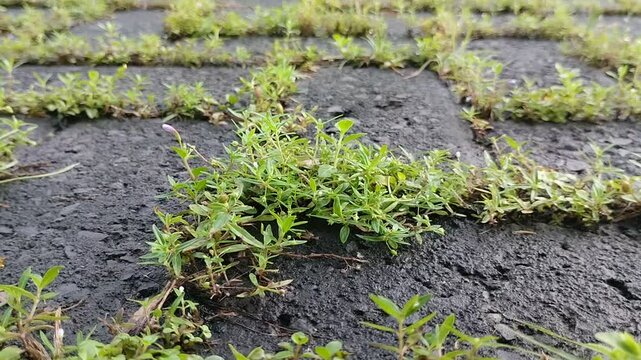 Clay grass growing on paving blocks