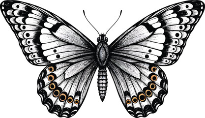 Monochrome Butterfly Illustration, Symmetrical Wings
