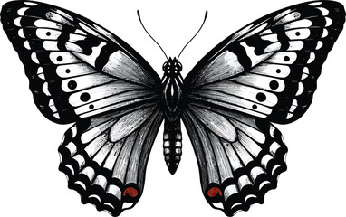 Monochrome Butterfly Illustration, Symmetrical Wings