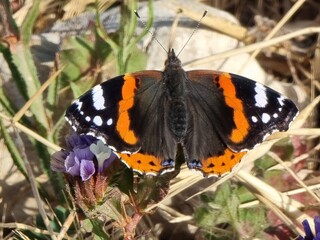 butterfly on flower
