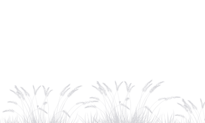 grass and flowers