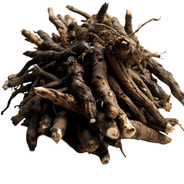 Elecampane Root Benefits Uses  Where to Buy on transparent background
