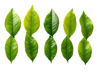 Green Leaves Pattern on Transparent Background, PNG