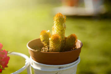 Photo of a small potted cactus plant in a backyard garden