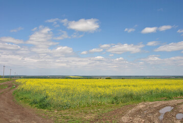 beautiful landscape in the countryside with a field of yellow rapeseed under a blue sky with white clouds