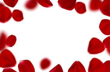 3d realistic vector illustration. Red rose falling petals with blurr frame border on white background. Beauty and cosmetic background presentation.
